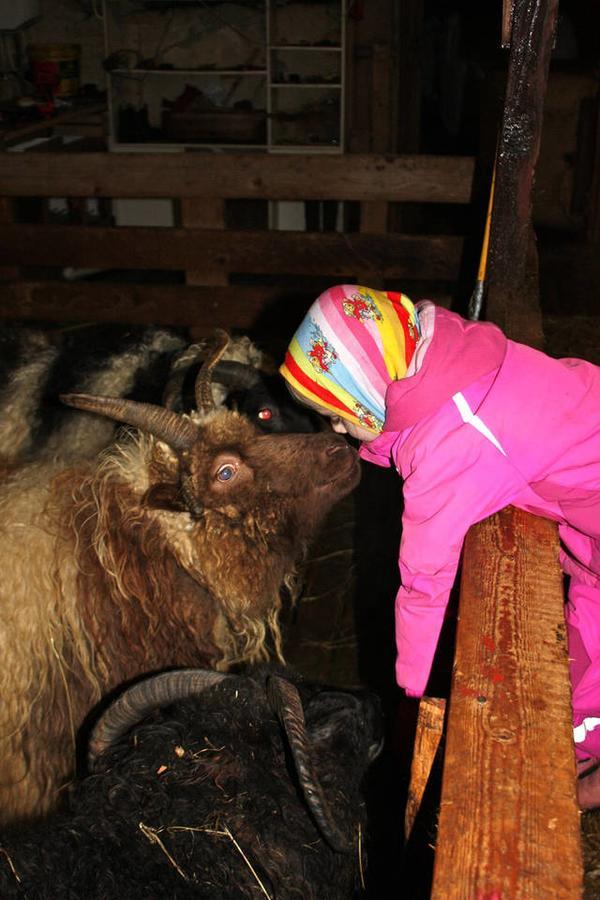 Skjolsteinar Appartement Grundarfjordur Buitenkant foto